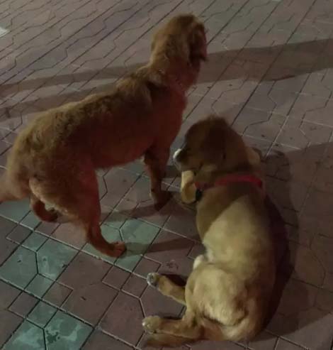 Golden Retriever Xiao Xiaofu has many friends