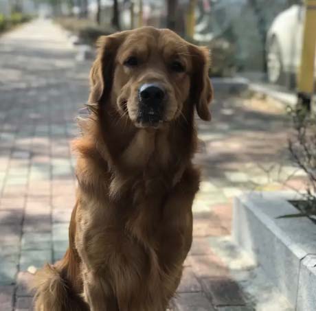 The golden retriever is really like a little brat,he needs you