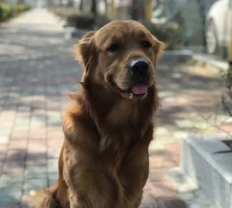 Characteristics of my golden retriever Halo