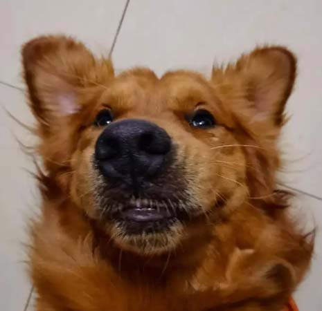Things you need to raise a golden retriever