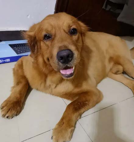 Me, my best friend, Golden Retriever (1)