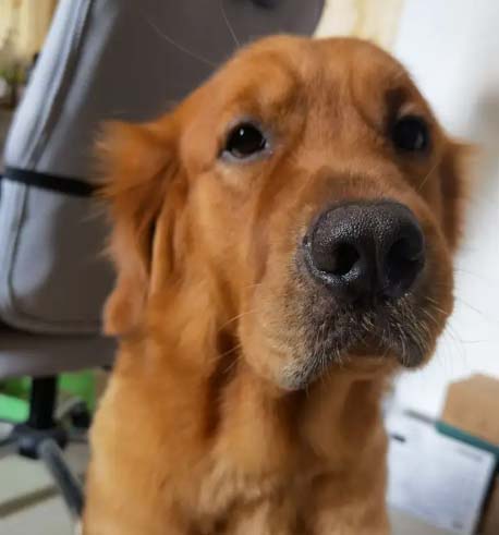 Me, my best friend, Golden Retriever (2)