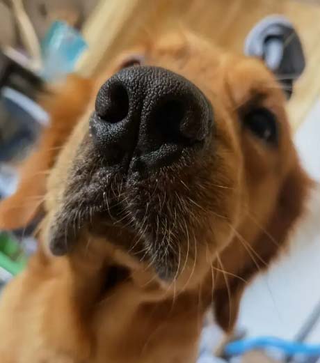My golden retriever milk tea is like an old ox