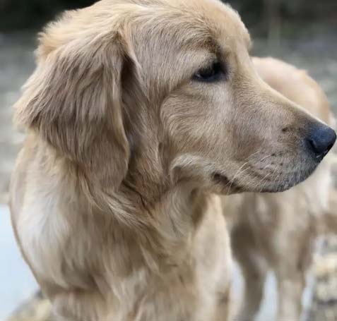 Raising my golden retriever in May is painful and happy