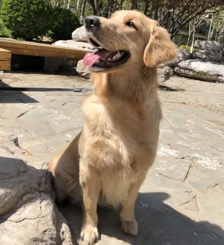 My golden retriever has a strong ability to tear down and destroy homes.