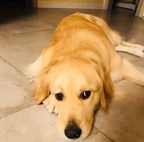 Golden Retriever Monkey King’s Growth Record (1)