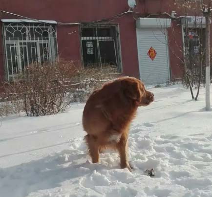 I have a golden retriever, Diudiu, and I am very happy.