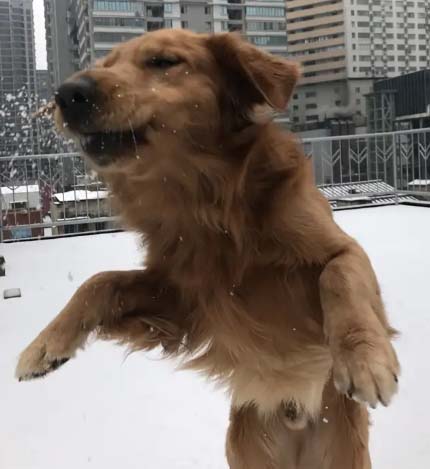 Let’s recall the growth history of our golden retriever