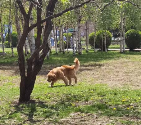 The Growth Record of My Golden Retriever Tangyuan (10)