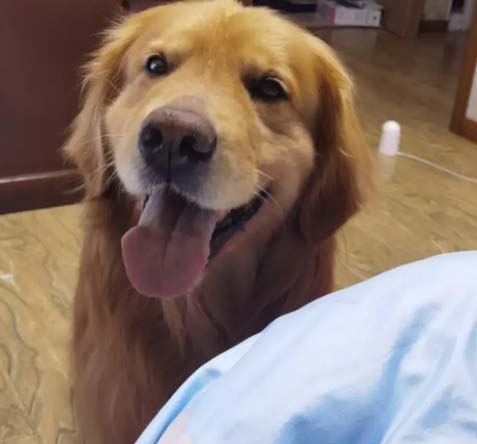 I took my golden retriever to have a sterilization operation