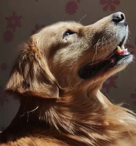 My first encounter with the Golden Retriever