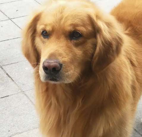 I became good friends with a golden retriever by chance