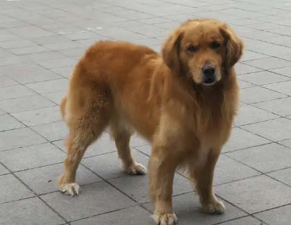 Raising my golden retriever Zhuangzhuang is like raising a son.