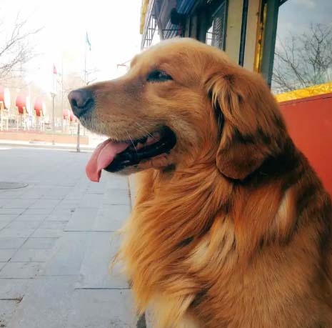 Today let’s talk about the analysis of the golden retriever’s personality and the meaning expressed by its body movements