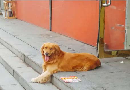 Golden Retriever Strong daily update