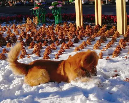 Daily updates of my golden retriever