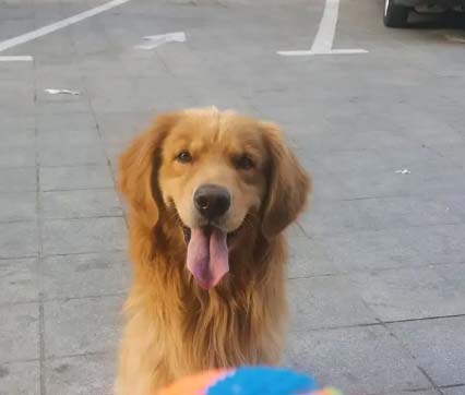 Share some good and bad things about Golden Retriever Cola