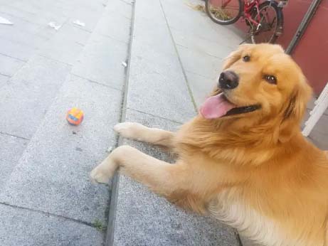 The growth record of a two-year-old golden retriever (2)