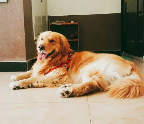 Like people, every golden retriever has its own personality.