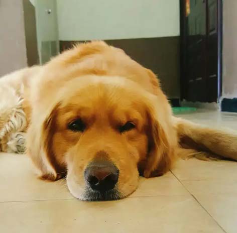 Status update of golden retriever Pippi