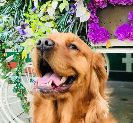 Shaqima, a golden retriever, is two and a half years old this year