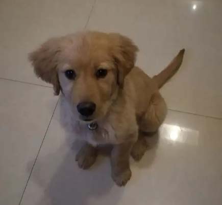 The advantages of the golden retriever Qian Duoduo