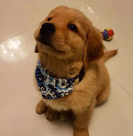 My dog ​​and I accompanied each other for 480 days.