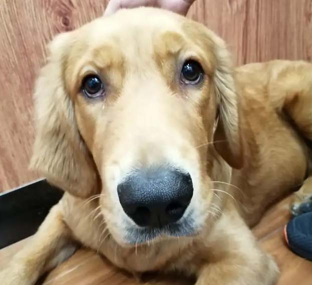 The Growth Record of My Golden Retriever Tangyuan (1)