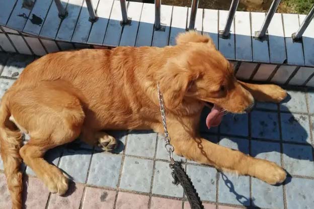 The Growth Record of My Golden Retriever Tangyuan (2)