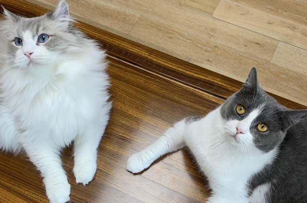 Things to pay attention to when raising ragdoll cats (2)