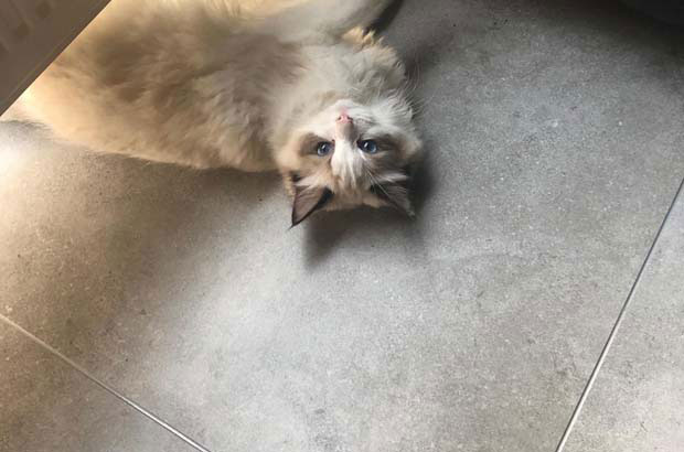 I have a ragdoll cat, more than one and a half years old, and already pregnant