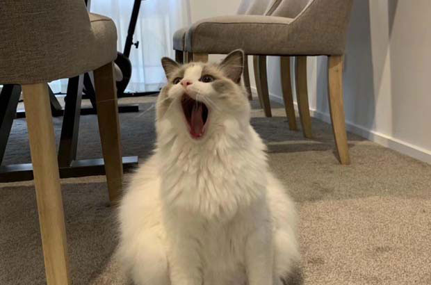 My cat is extremely ugly and a huge eater (2).
