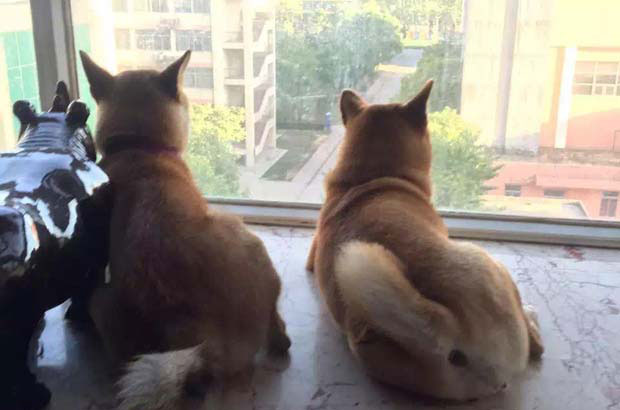 There are two Shiba Inus at home, named Izu and Fatty