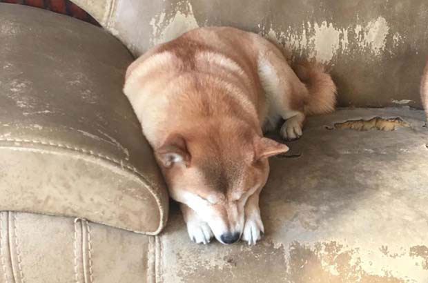 I have a very clingy Shiba Inu