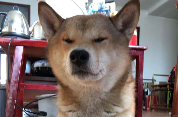 My Shiba Inu is a straightforward little dog