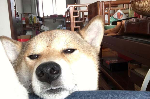 There are three Shiba Inus at home, red, black and white