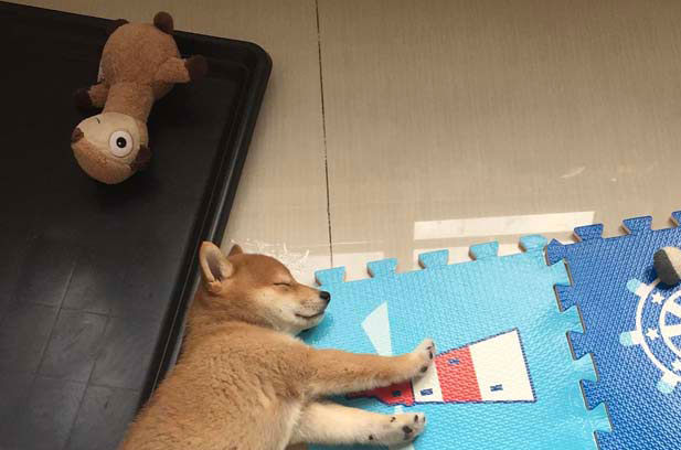 My Shiba Inu Kabu is five years old (2) 