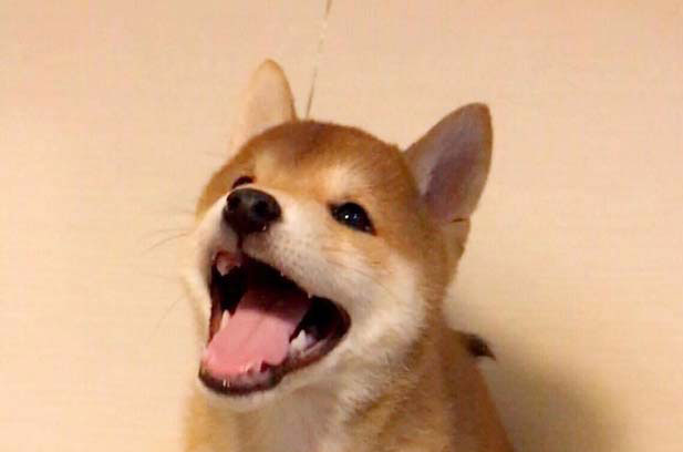 My Shiba Inu Gala is six years old