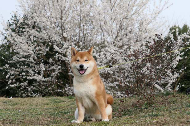 I can pinch the face of my Shiba Inu Pepper every day 