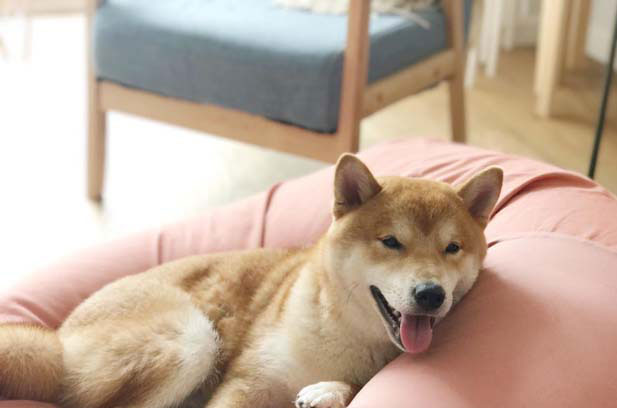 There are Shiba Inus and Xiaobao at home 