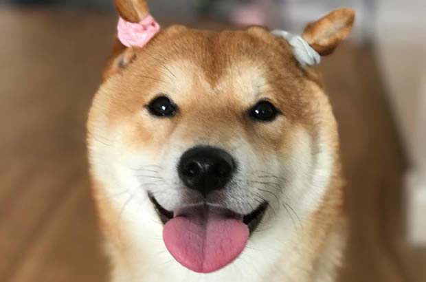 The story of my Shiba Inu, Kongo (1) 
