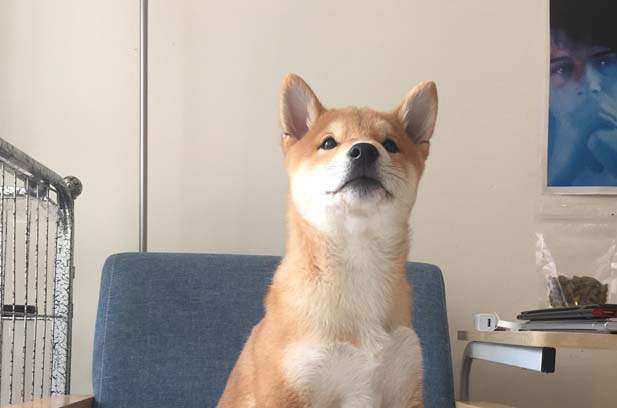 The story of my Shiba Inu Kongo (3) 