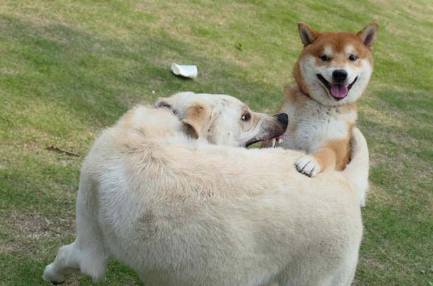 My Shiba Inu is called Rocky