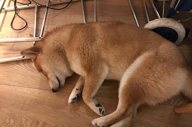 The two Shiba Inus at my house love to be clean (2) 