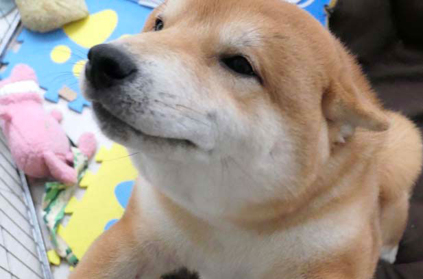 My sister has a white Shiba Inu, Rooney