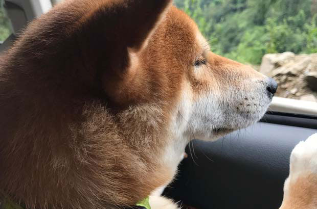 I have been raising Shiba Inus for almost three years. I have had two Shiba Inus