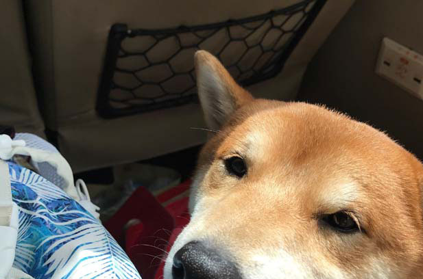 I have been raising Shiba Inus for almost three years, and I have raised two Shiba Inus
