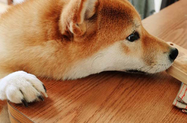 I have been raising Shiba Inus for almost three years. I have raised two Shiba Inus (4).