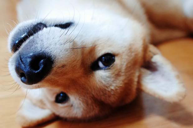 I have a 7-year-old Shiba Inu at home