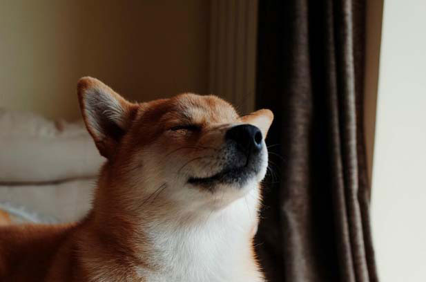My little Shiba Inu Kaga